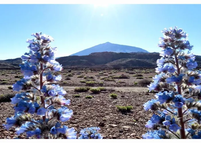 شقة Paradise View Tenerife أذيخي